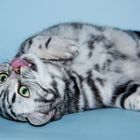 Britisch Kurzhaar silver tabby