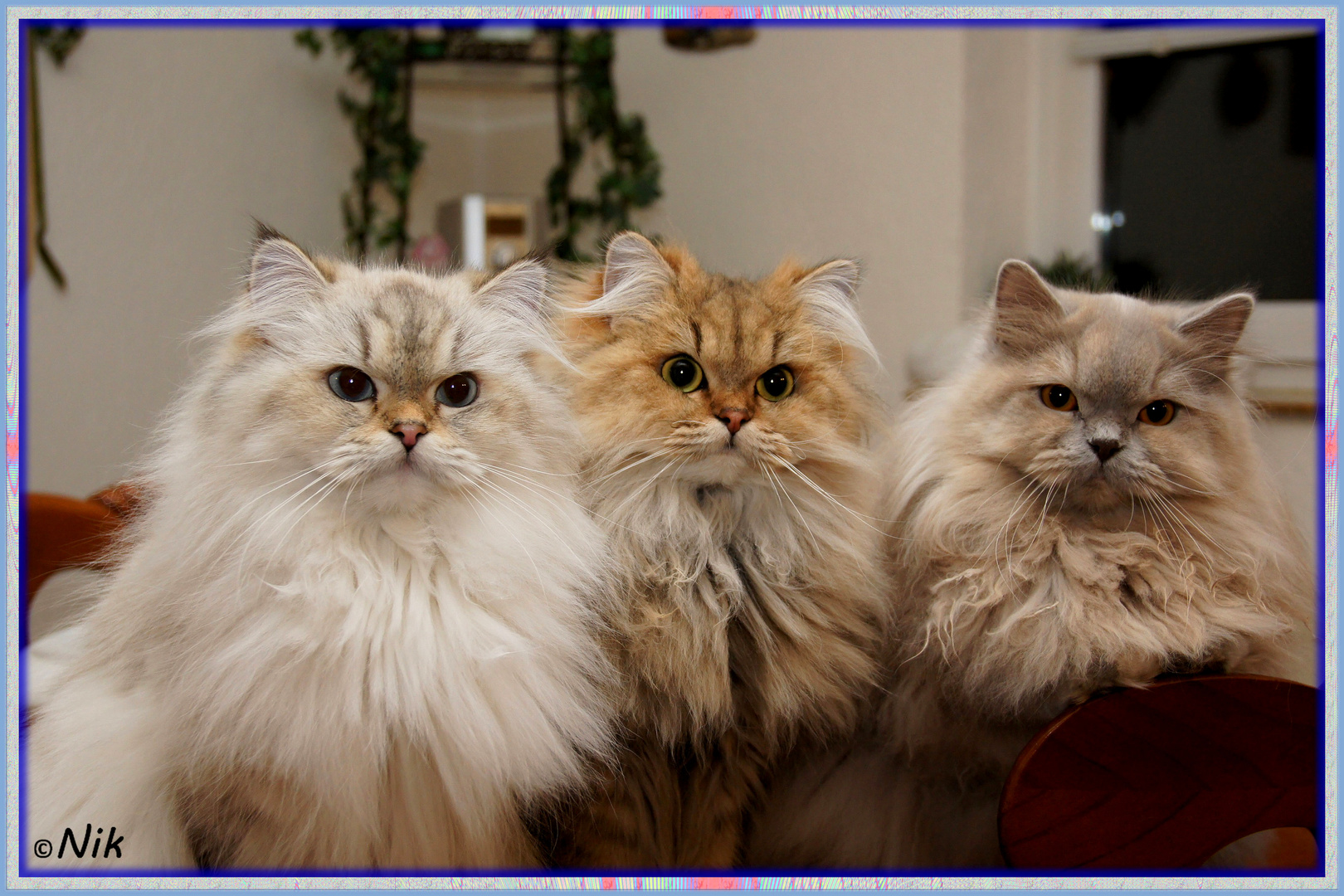 Britisch Langhaar Katzen Britisch Langhaar Katzen