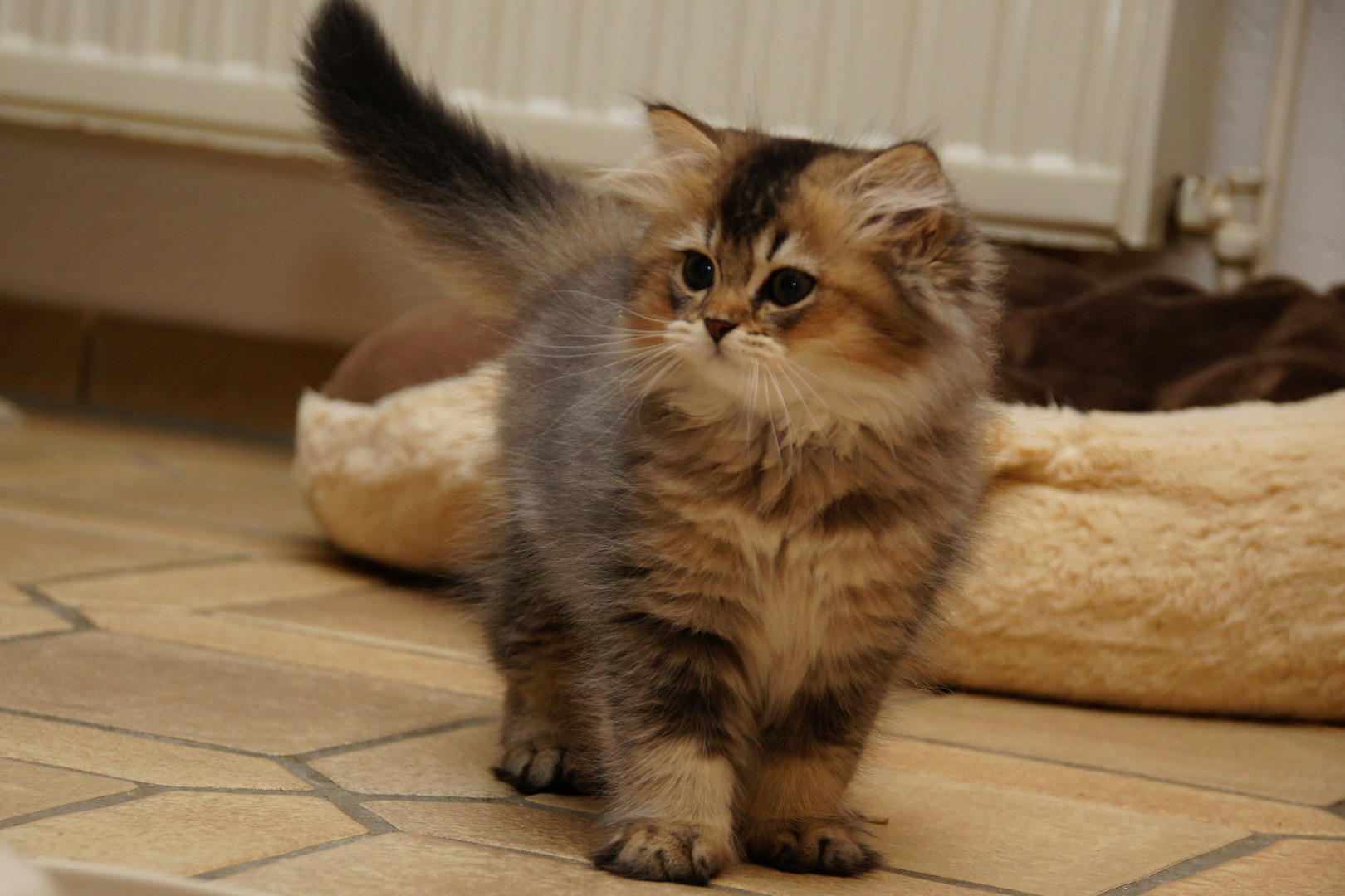 Britisch Langhaar und Kurzhaar Katzen Q-Man from Gloryhill