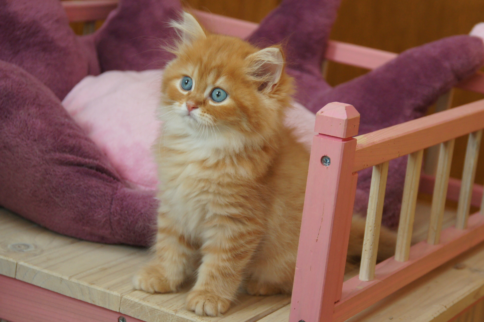 Britisch Langhaar und Kurzhaar Katzen Roter Kater from Gloryhill