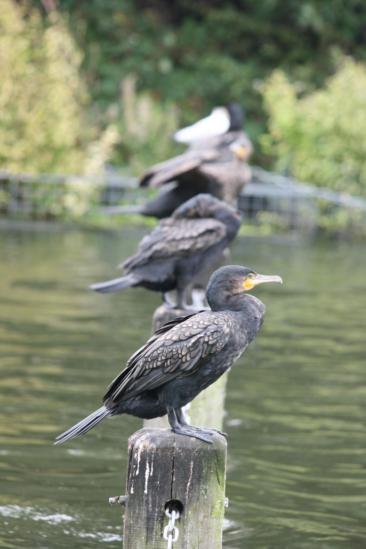 British Birds