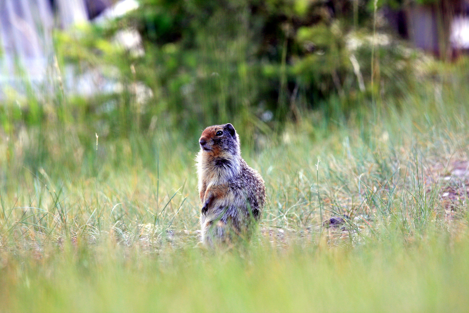 British Columbia Ground Squirrel