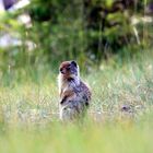 British Columbia Ground Squirrel