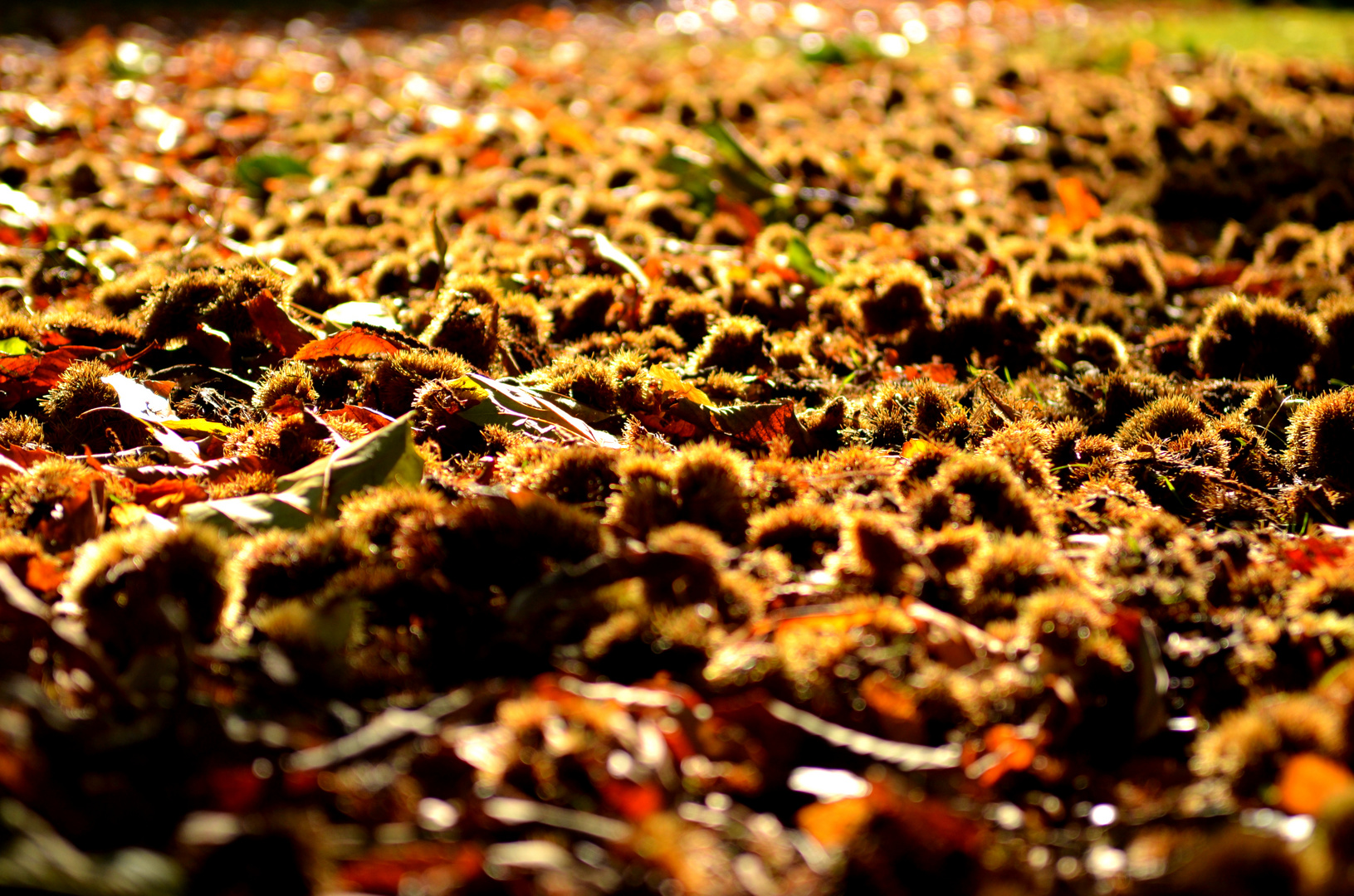 British fall carpet