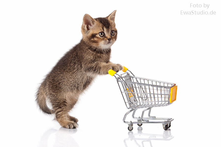 british kitten with shopping cart