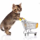 british kitten with shopping cart