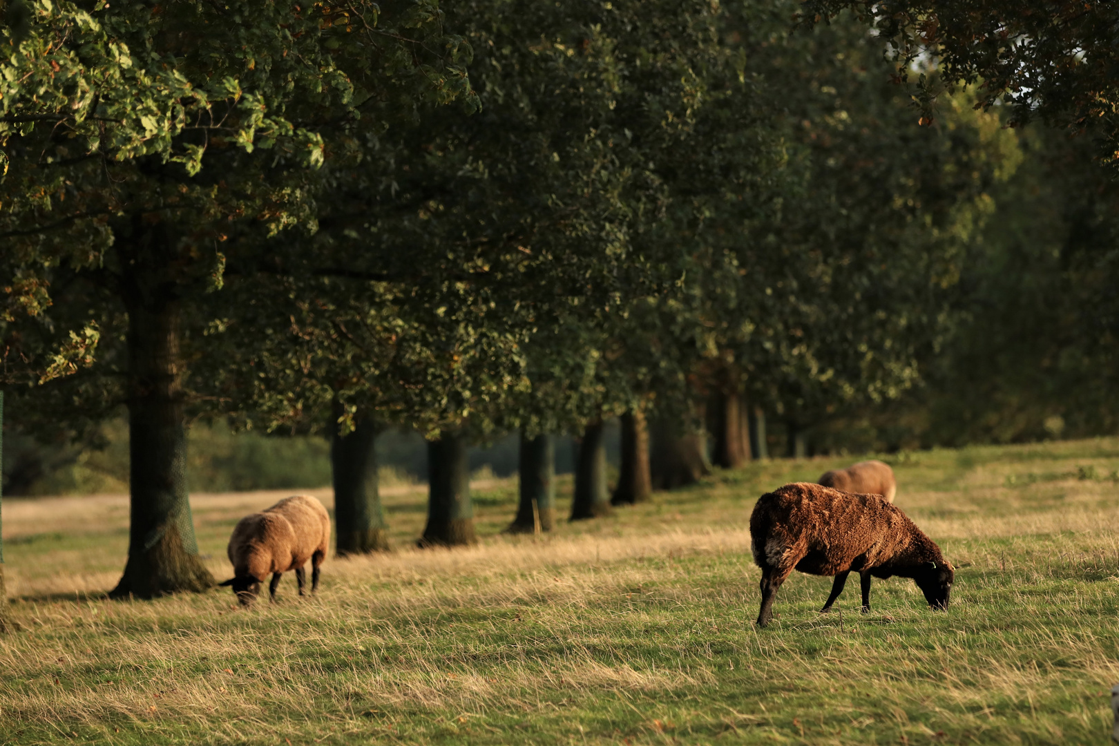 ...British Landscape No. 4 ...