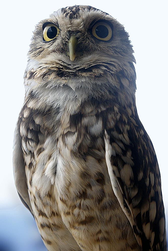 British owl