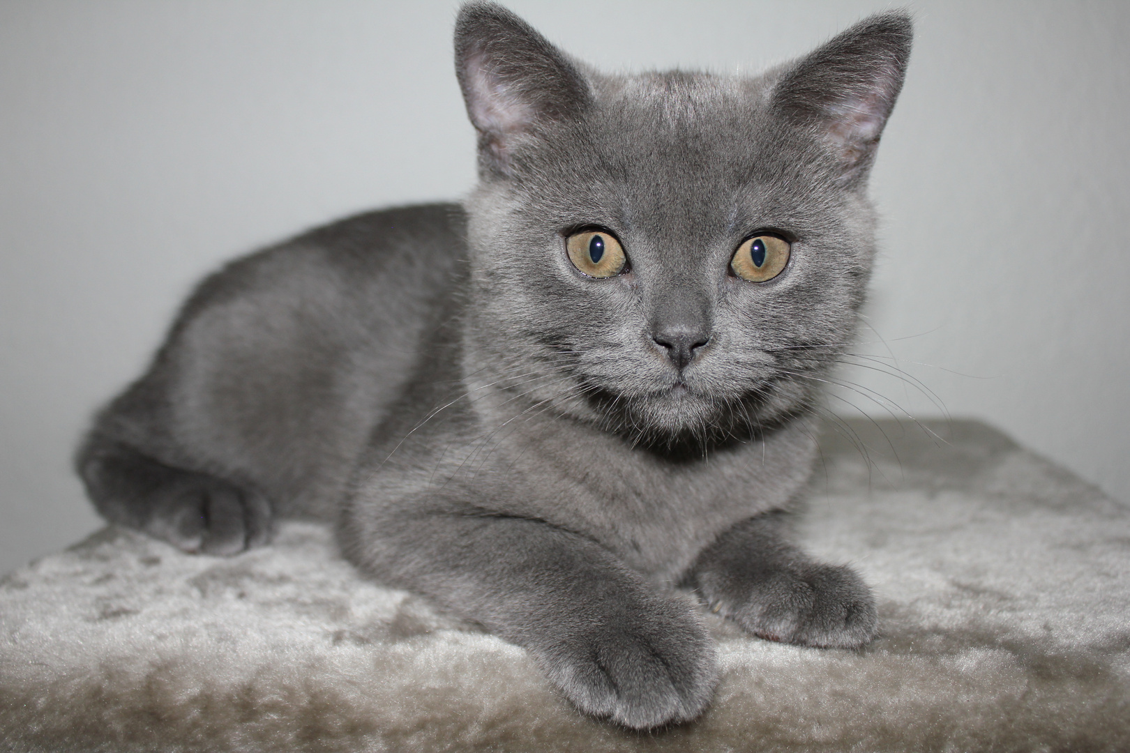 British Shorthair