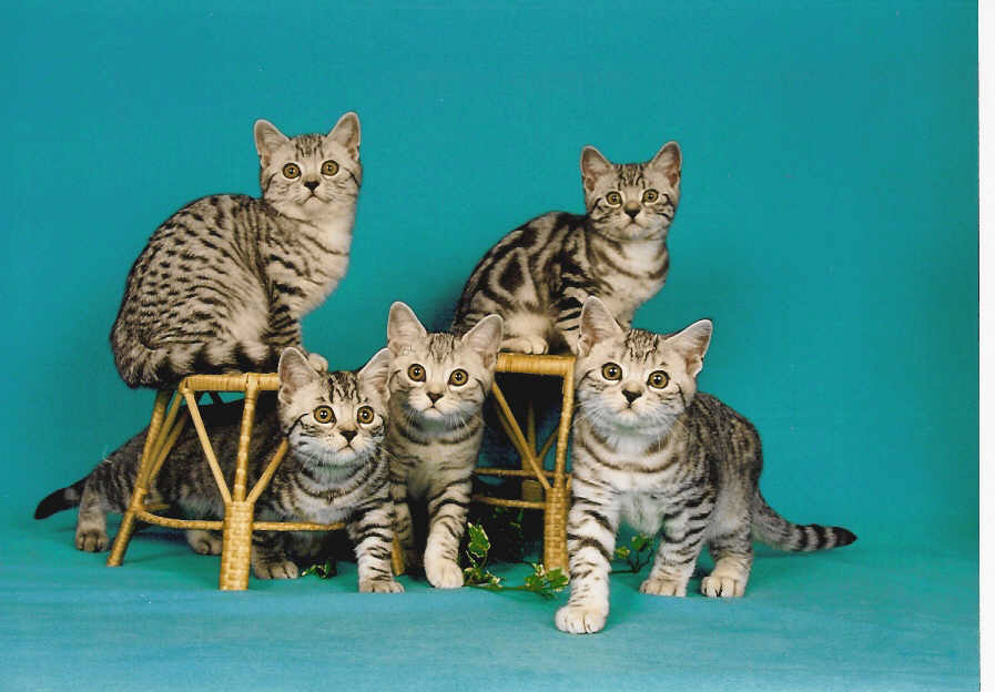 British Shorthair Black silver tabby`s