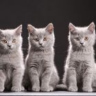 British shorthair kittens