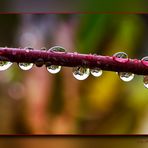 Brittle branch with waterdrops