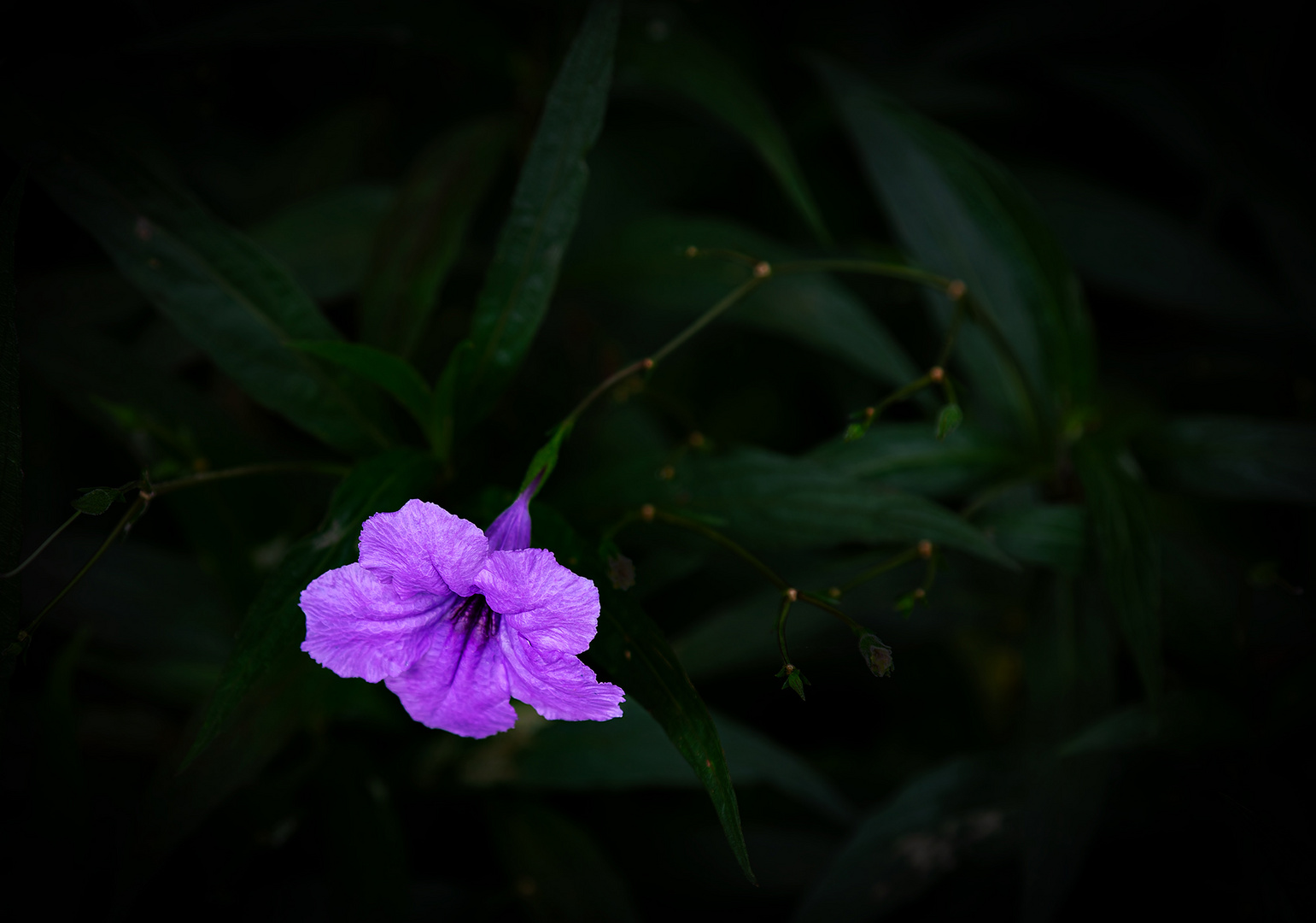 Britton´s wild petunia