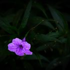 Britton´s wild petunia