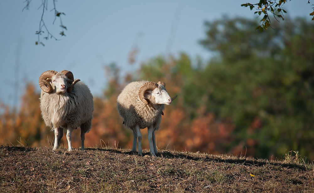 Britzer Garden lawn mowers :-)