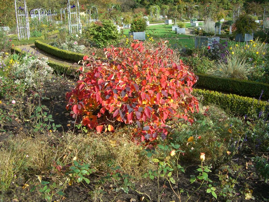 Britzer Garten