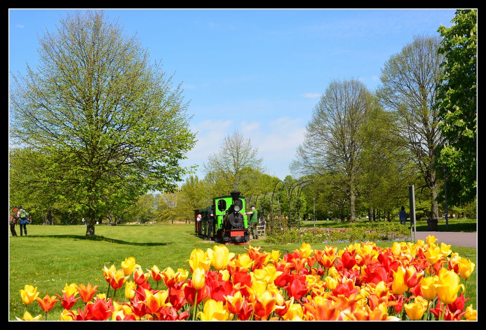 Britzer Garten 1 Foto & Bild schmalspurbahnen, tulpen