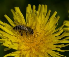 Britzer Garten #2