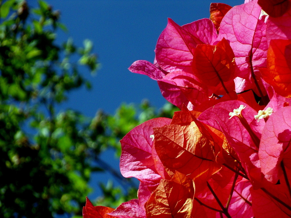 Britzer Garten