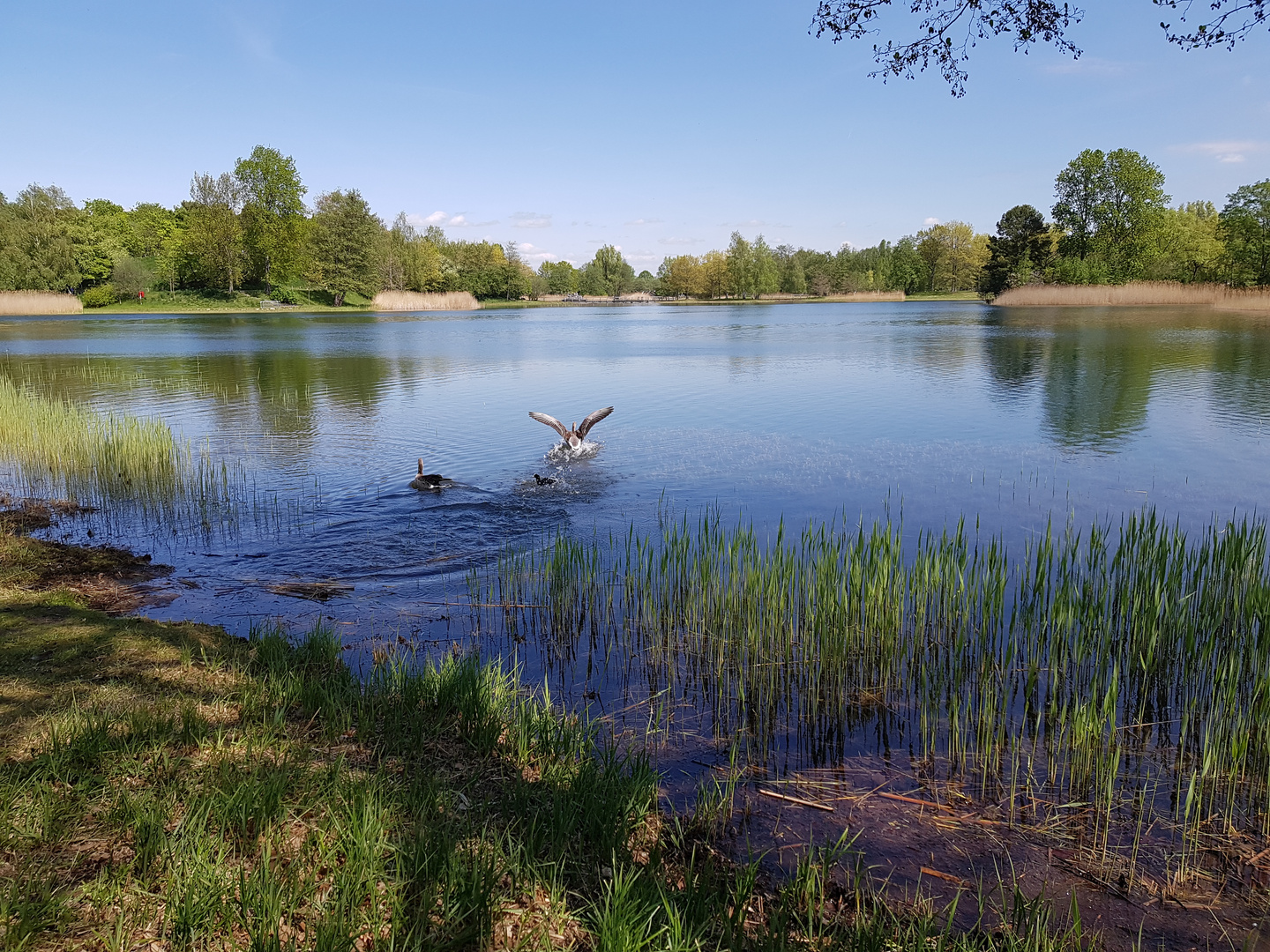 Britzer Garten Foto & Bild landschaft, bach, fluss & see, see, teich