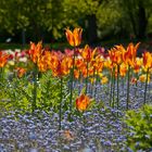 Britzer Garten - Tulpenwoche