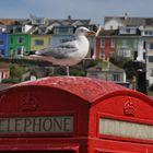 Brixham Hafen