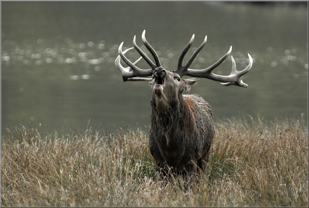 Brâme du cerf