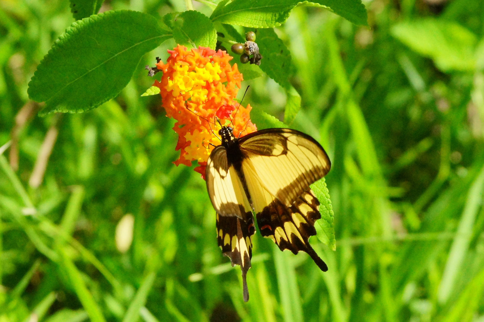 Broad-banded Swallowtail - Heraclides astyalus astyalus (Rio Iguazú)