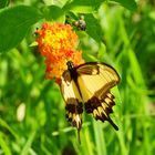 Broad-banded Swallowtail - Heraclides astyalus astyalus (Rio Iguazú)