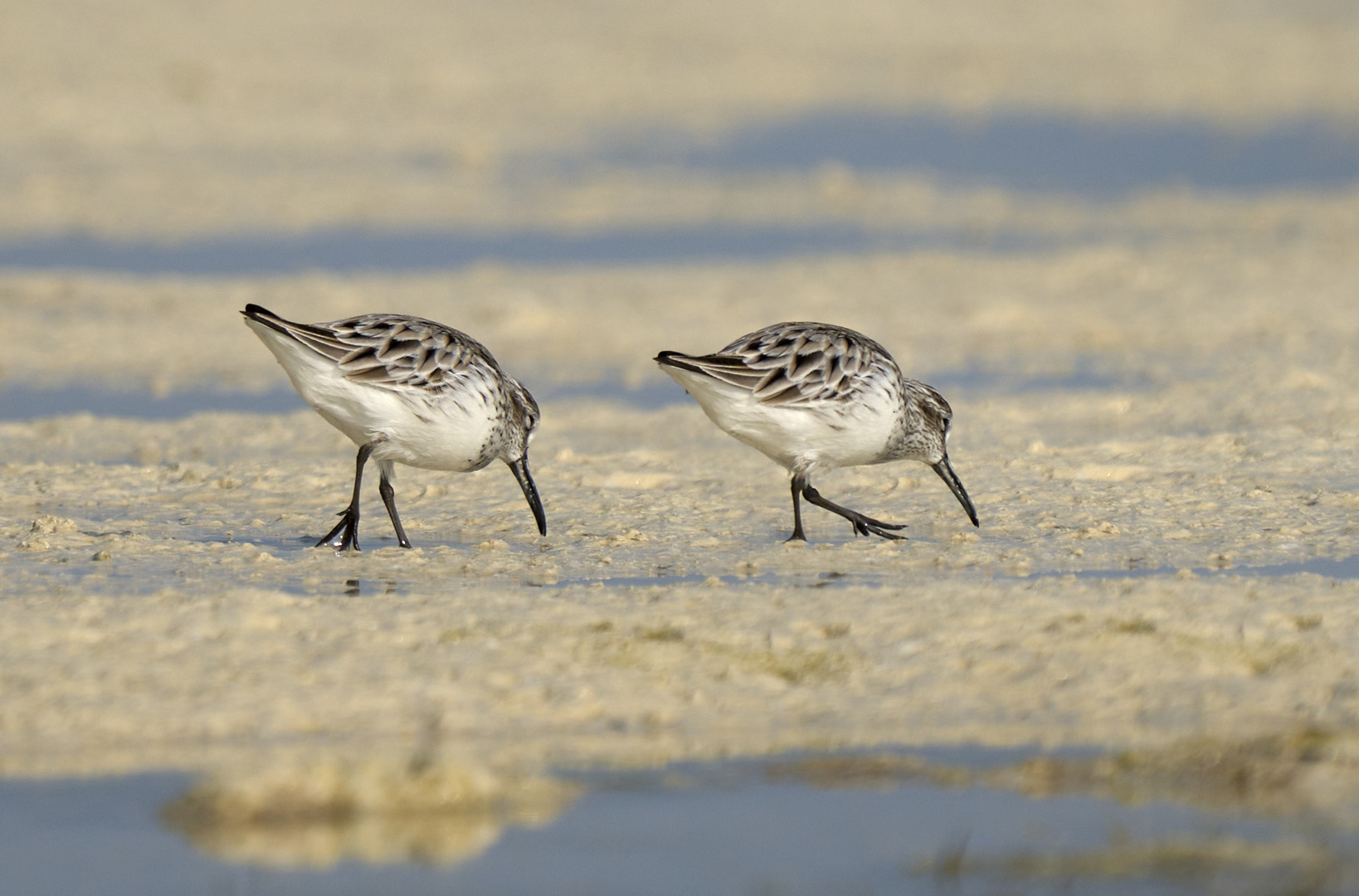 Broad-billed Sandpiper