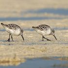 Broad-billed Sandpiper