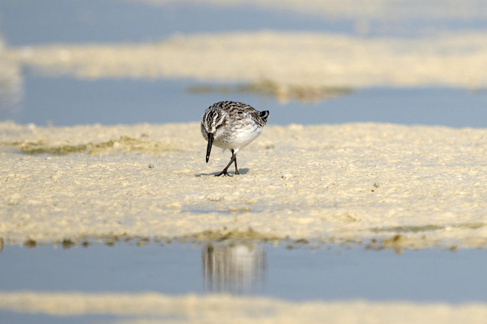 Broad-billed Sandpiper