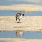 Broad-billed Sandpiper