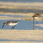 Broad-billed Sandpiper