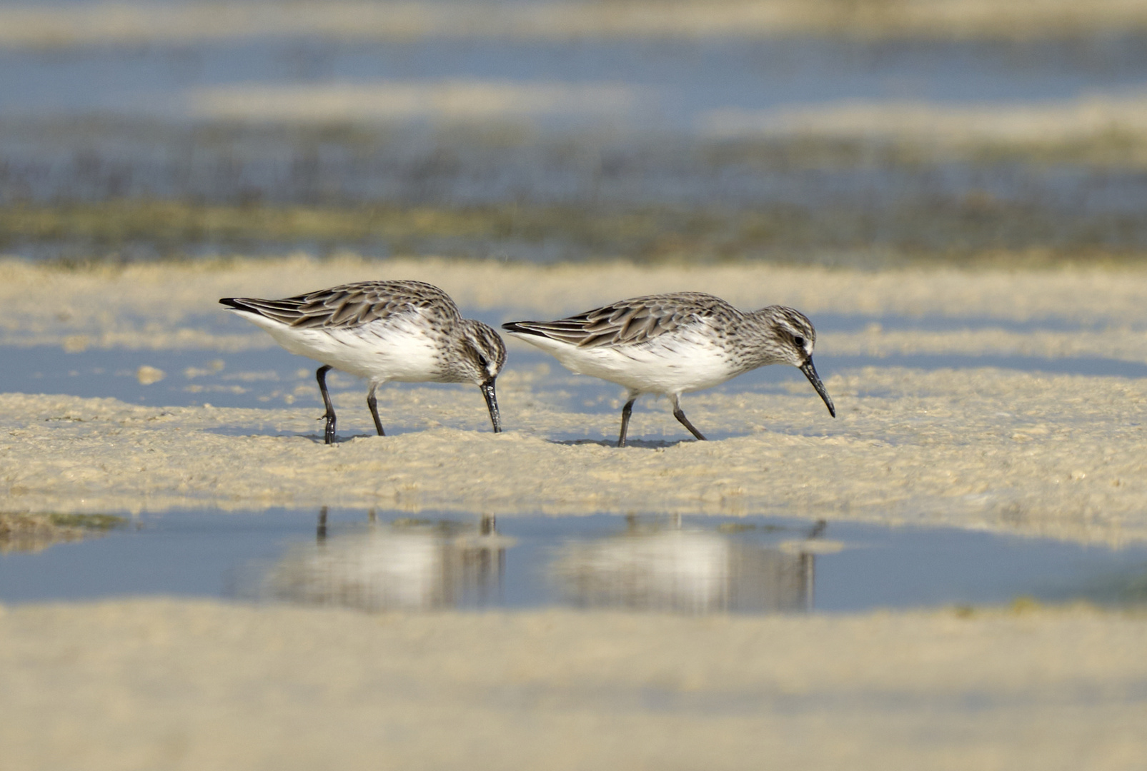 Broad-billed Sandpiper