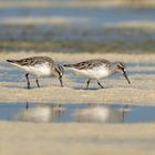 Broad-billed Sandpiper