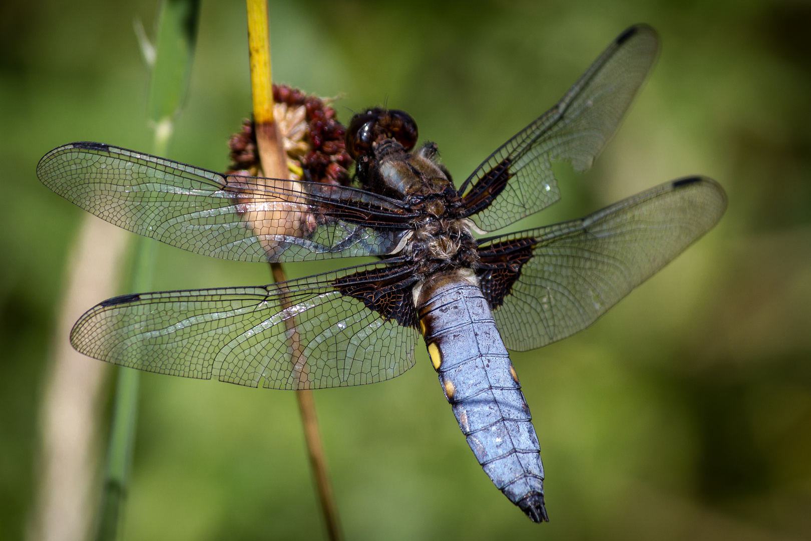 Broad-bodied Chaser