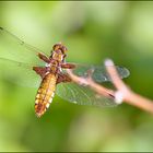 Broad-bodied Chaser