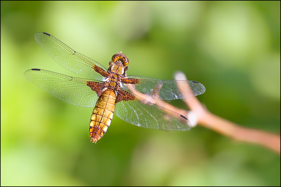 Broad-bodied Chaser