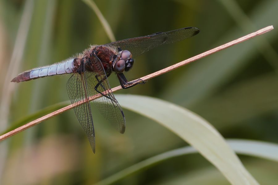 Broad-Bodied Chaser