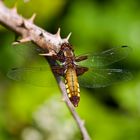 Broad-bodied chaser dragonfly