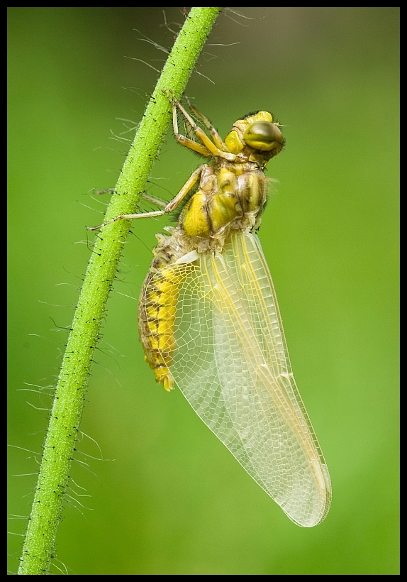 Broad-bodied Chaser (Libellula depressa)