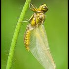 Broad-bodied Chaser (Libellula depressa)