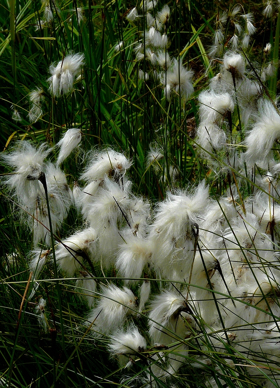 Broad-leaved Cottongrass