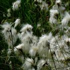 Broad-leaved Cottongrass