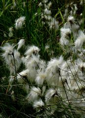 Broad-leaved Cottongrass