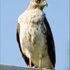 Broad-Winged Hawk