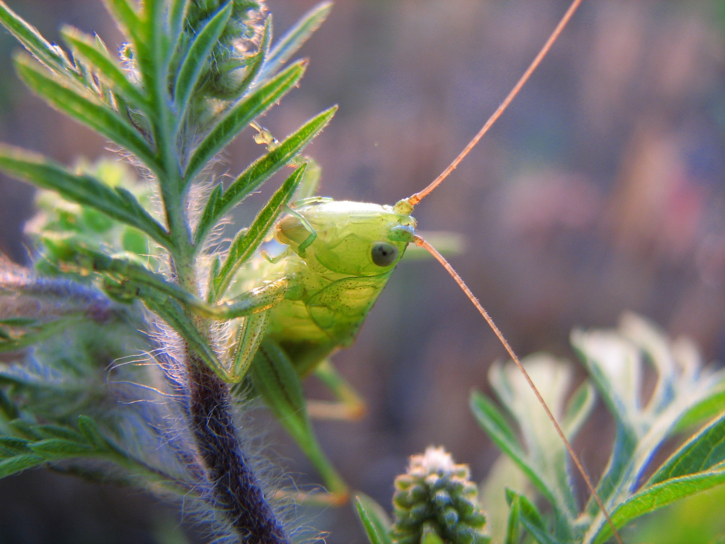 Broad winged katydid