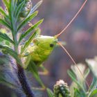 Broad winged katydid