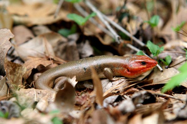 Broadheaded Skink, NC, USA